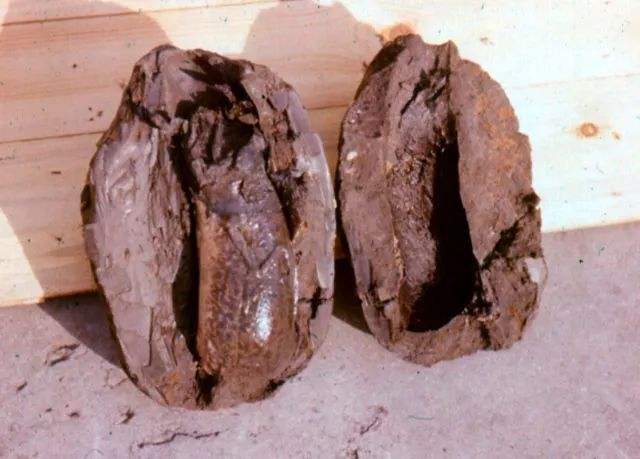 单鳃呼吸的鱼可以怎么救,鱼是用鳃呼吸的鳃的主要部分是