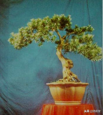 丛林式盆景欣赏,盆景欣赏及制作
