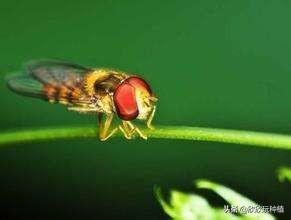 玉米心叶卷曲了，还能捋直吗？