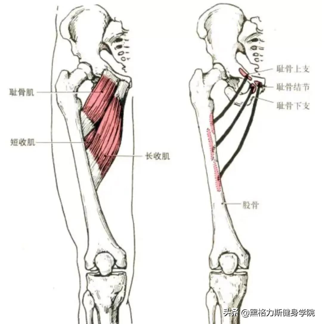 健身腿部解剖动作讲解,健身训练及肌肉解剖图谱大全