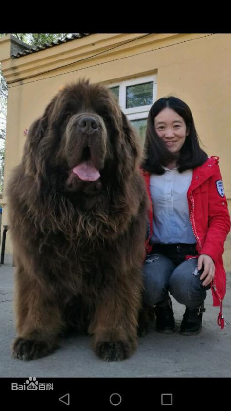 性格温顺的大型犬品种,宠物狗大型犬都有哪些品种