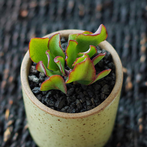 100种常见多肉植物图鉴收藏,1000种多肉植物图鉴及名字