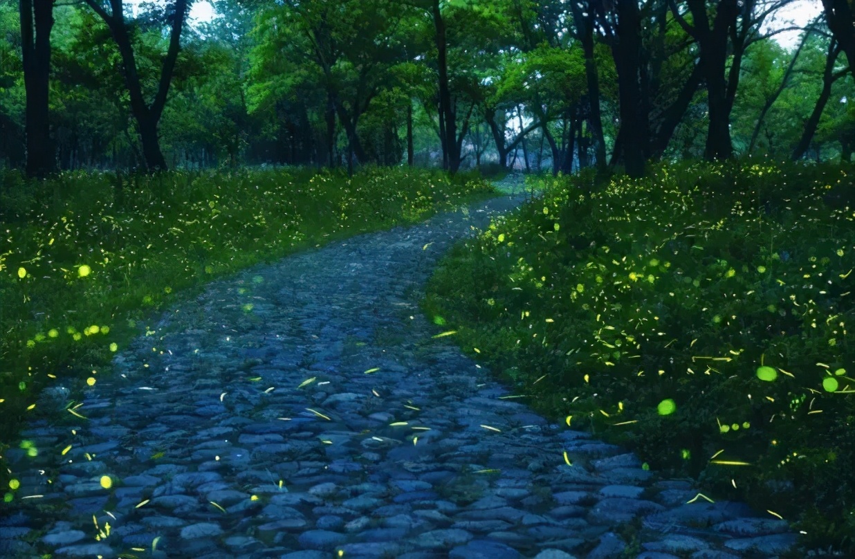 丽水上热搜,浙江丽水现萤火虫星海