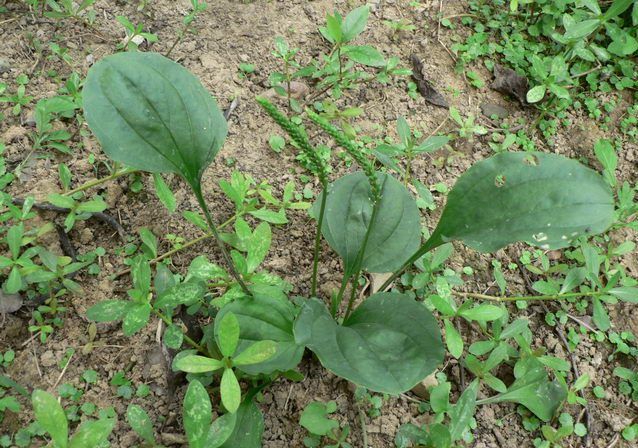 减肥中药减肥药,哪些中药是减肥的药