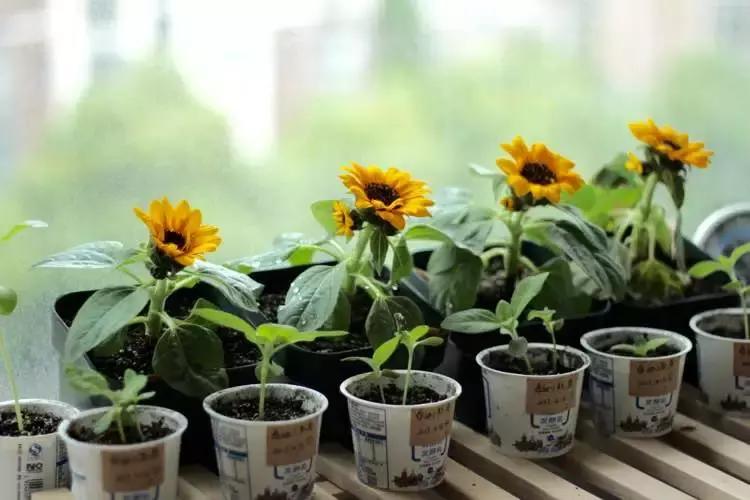 五月份被公认阳台最好养的10种花,喜阴耐旱适合室内养的50种花