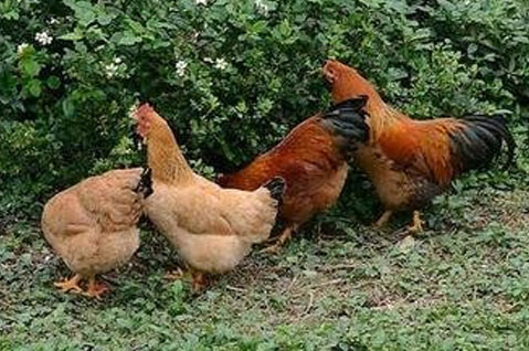 鸡痘病的症状及表现,已经有了鸡痘还能注射疫苗吗