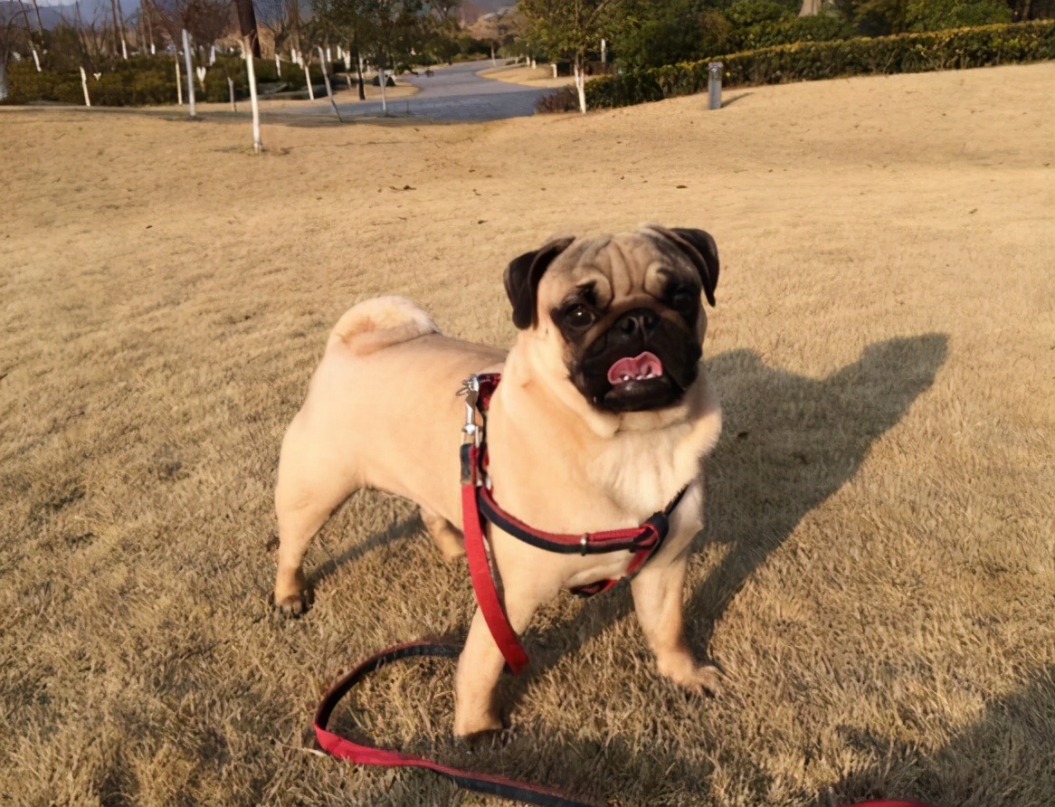 养巴哥犬需要注意什么,养巴哥犬需要注意什么细节