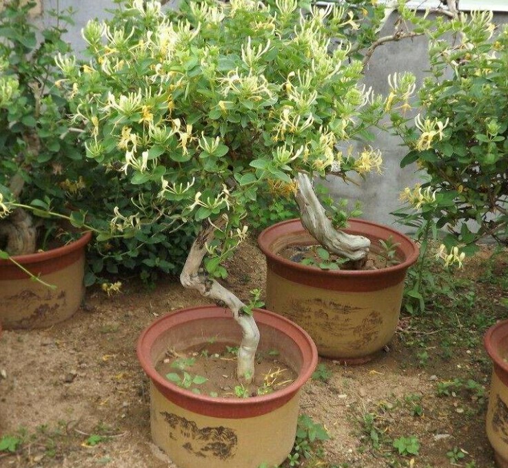 金银花老桩怎样修剪才不会疯长,盆栽金银花开过花的枝条能修剪吗