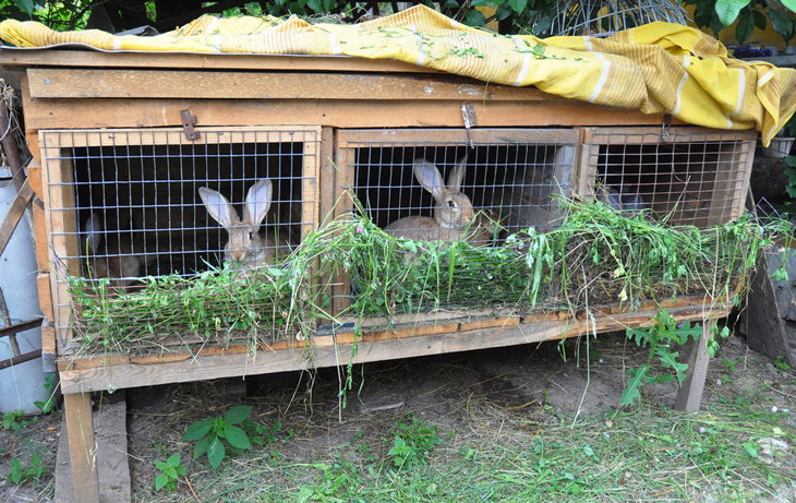 养兔技术种公兔的挑选与饲养,养兔技术种公兔的饲养管理