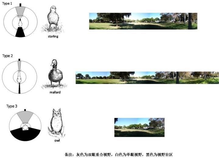 高空捉虫，水下捕鱼，还能看到紫外线，鸟类的眼睛里藏着什么秘密