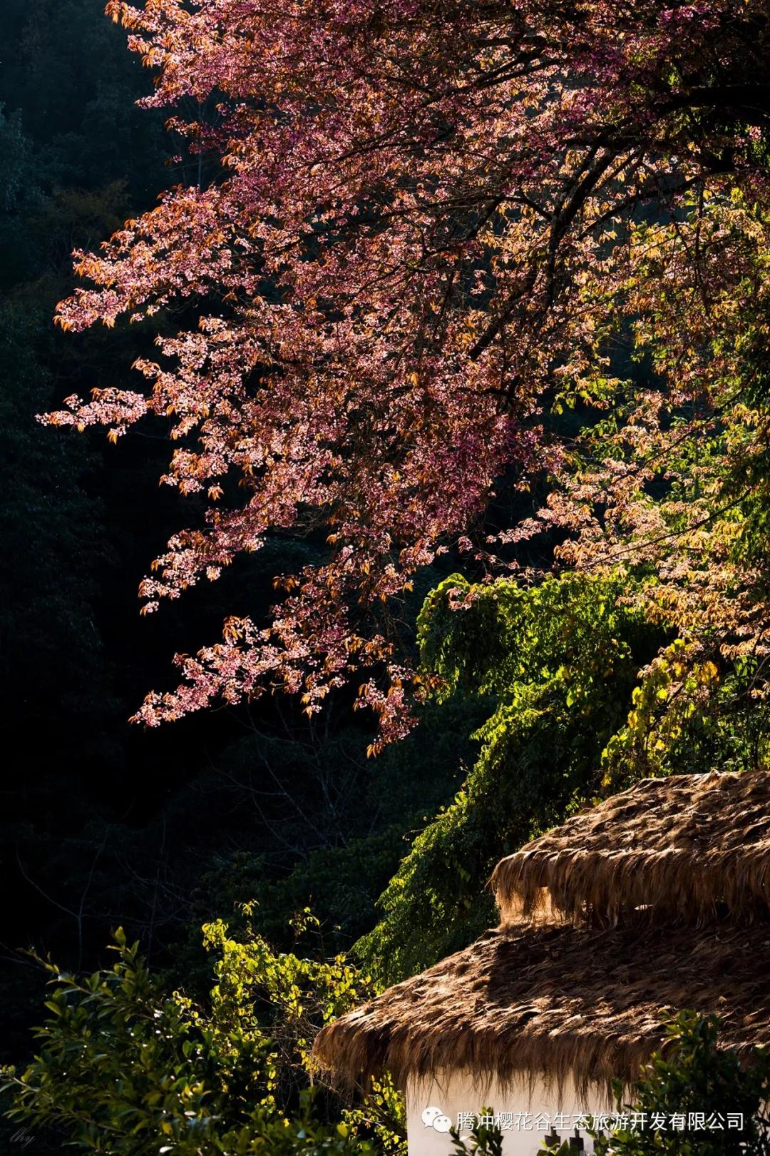 腾冲樱花谷景区,腾冲樱花谷12月份有樱花吗