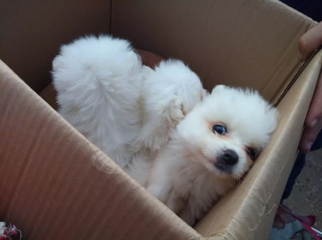 哪里出售贵宾幼犬,白色贵宾幼犬哪里有卖的