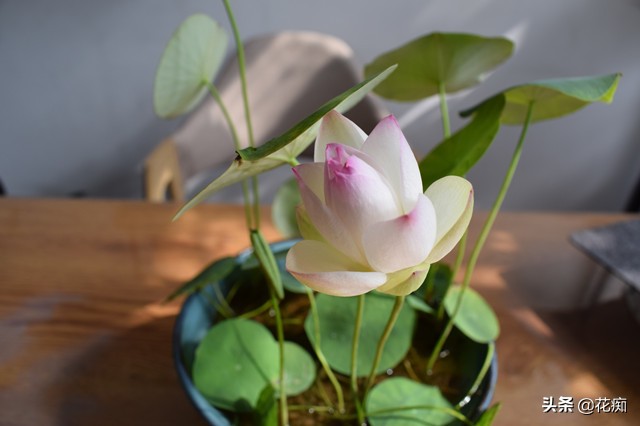 说好的碗莲呢？养了3年，连一朵花都没见，最后只收获一堆菜藕