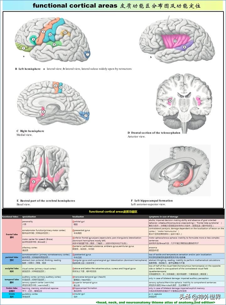 大脑皮质的功能定位总结,基础心理学神经系统的结构及功能