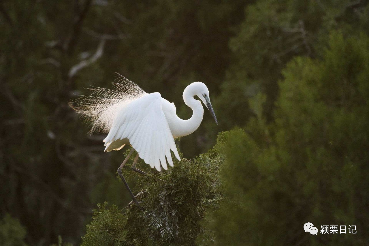 关于白鹭的资料,关于白鹭的资料五年级