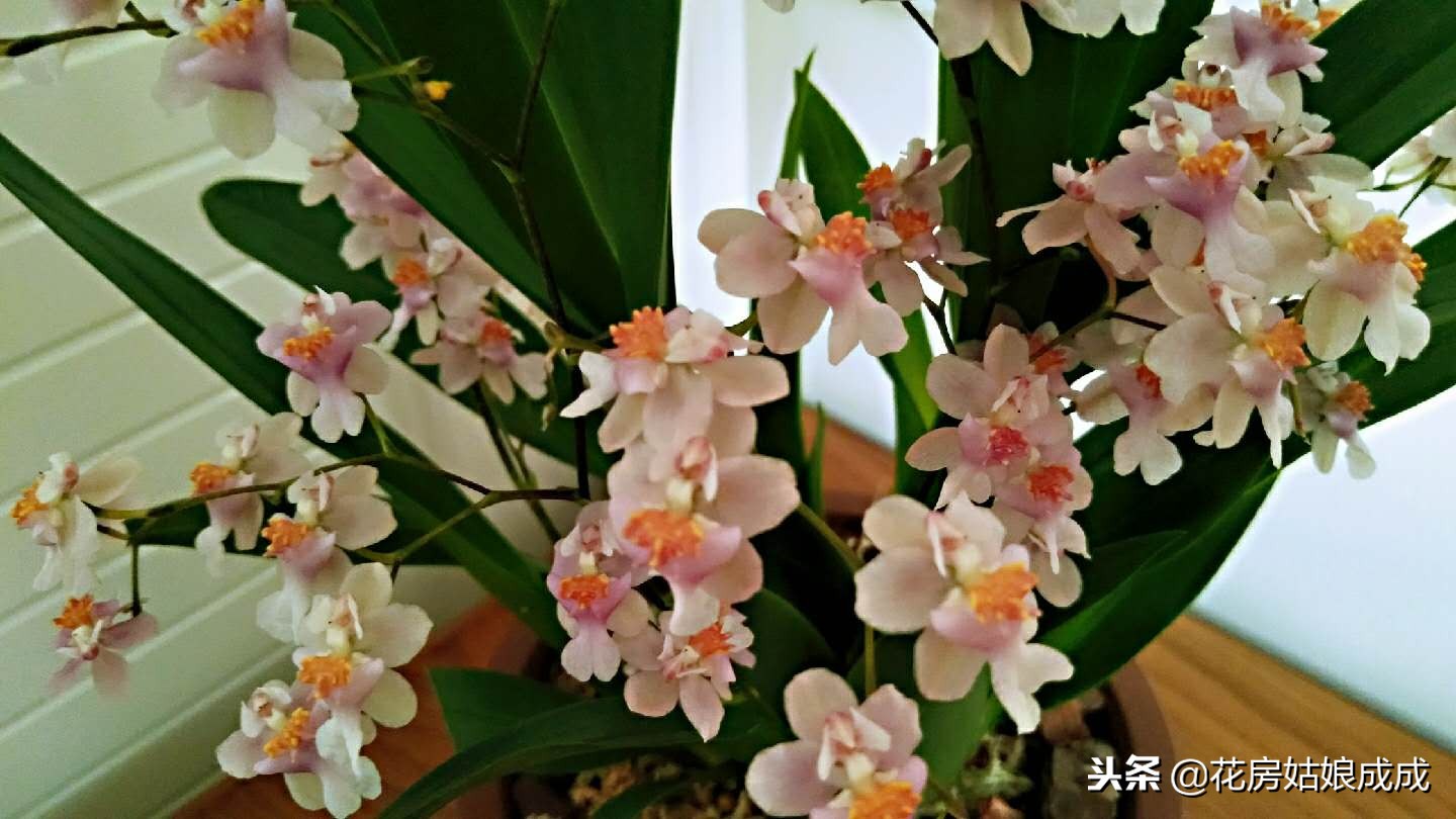 比较好养的兰花种类,什么兰花最好养又香又好看