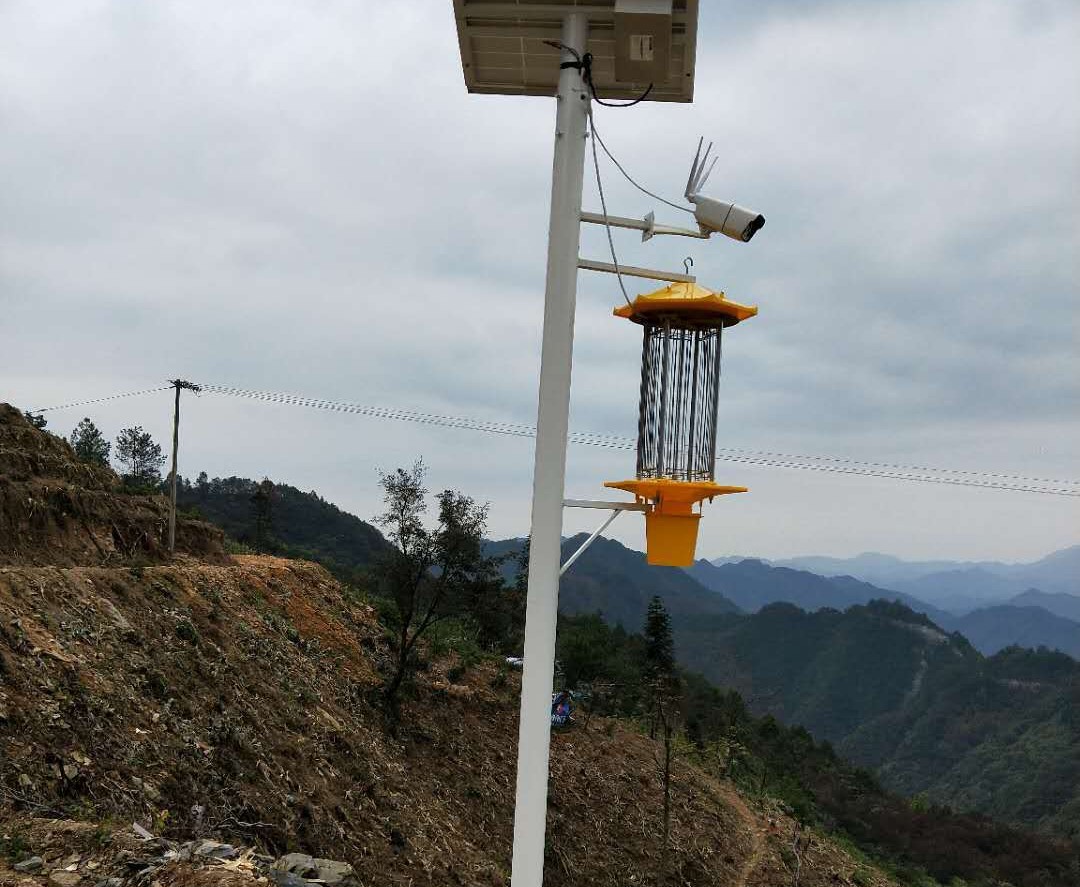 土方法治菜虫,什么土方法可以杀灭菜青虫