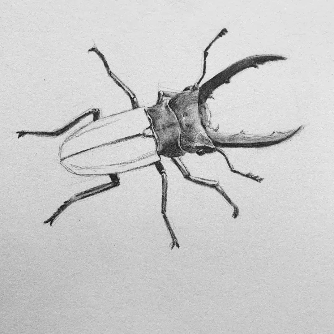 素描昆虫螳螂,甲壳虫素描图片简单画法