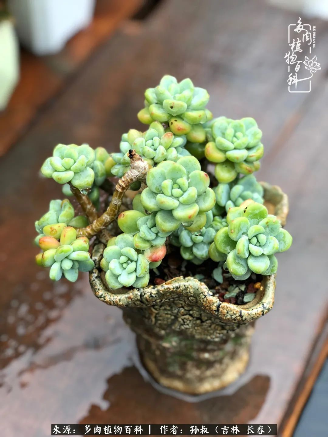 与多肉一起成长,与多肉相伴