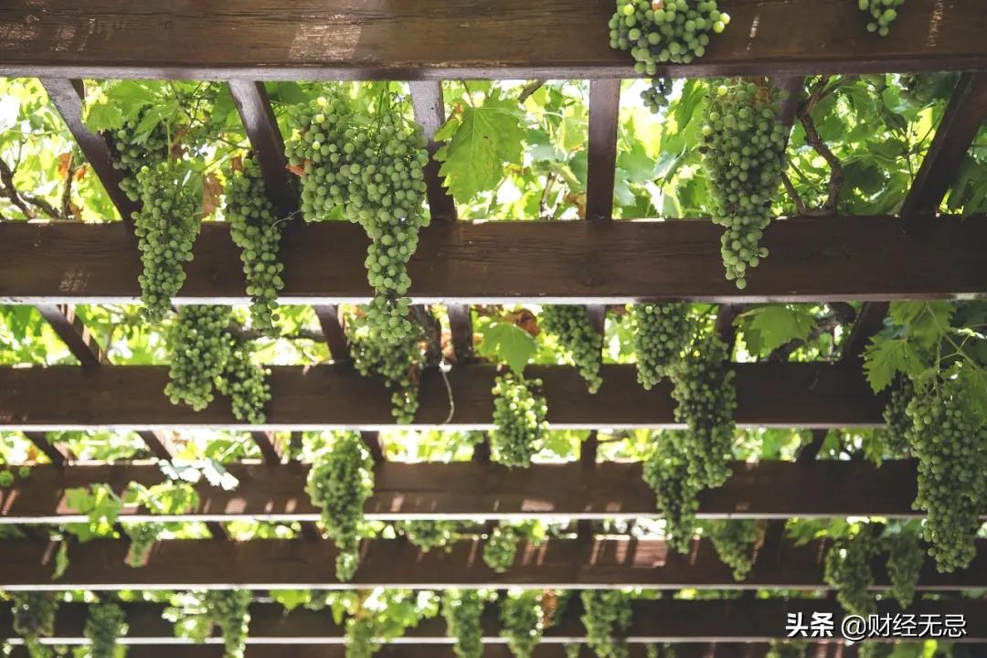 莫高股份还可买进吗,莫高股份股票为什么下跌