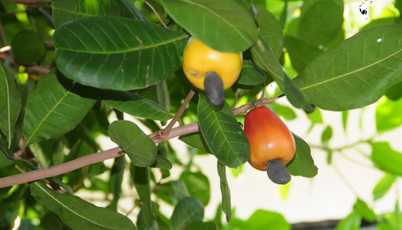 舌尖上的美食坚果,舌尖上的坚果有哪些
