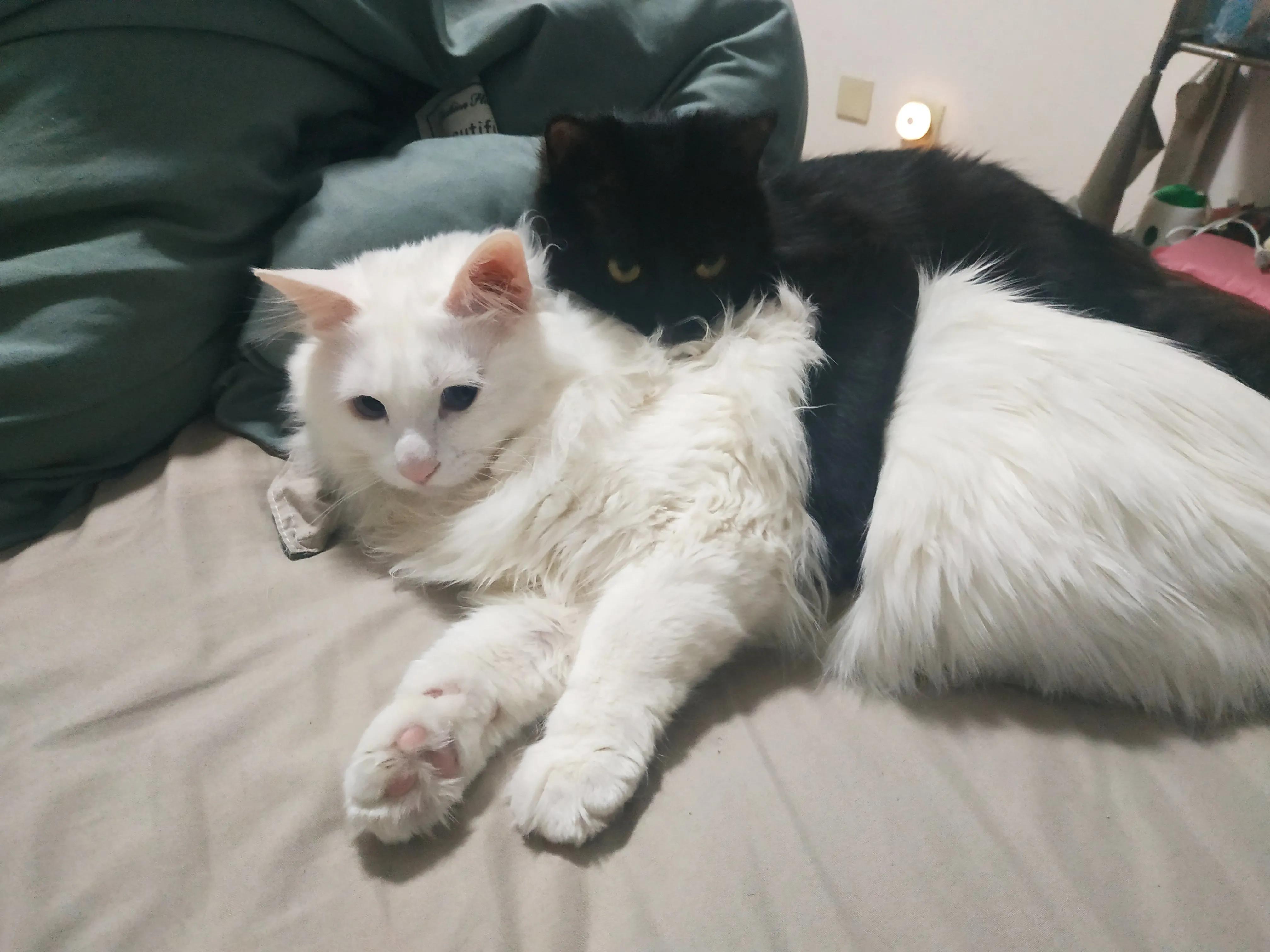 科学养猫攻略脱敏训练,科学养猫视频教程全集