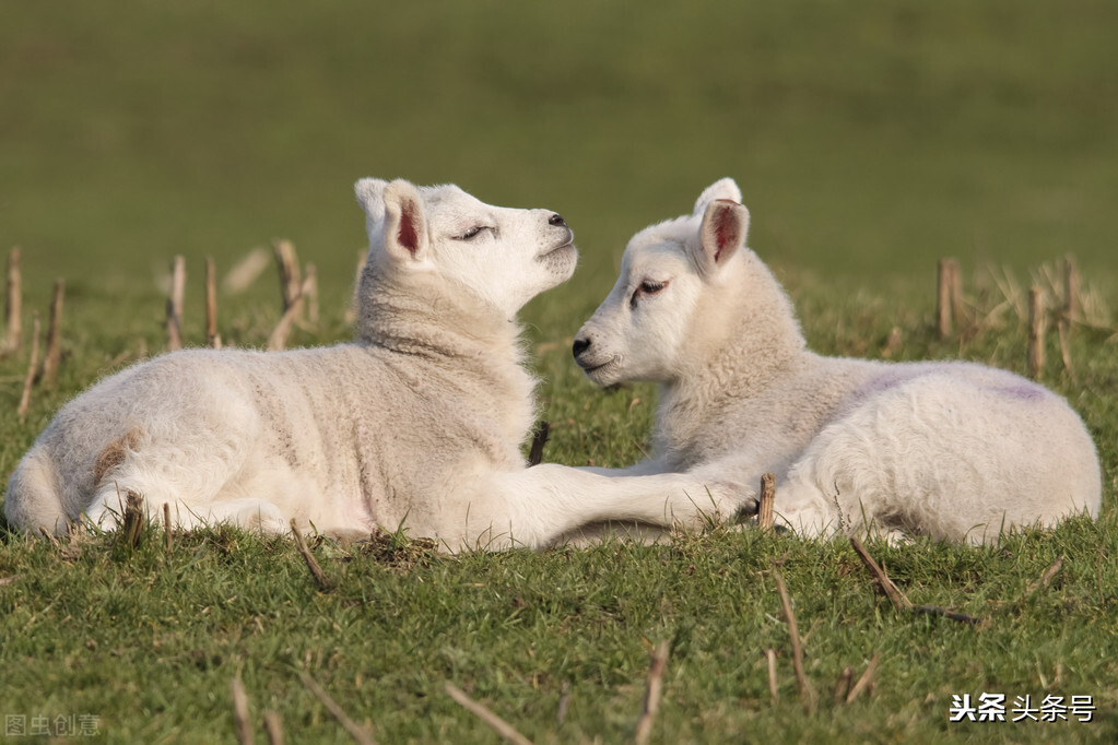 羔羊瘫软无力站不起来喘气,羔羊腿软站立不稳可以用胶性钙吗