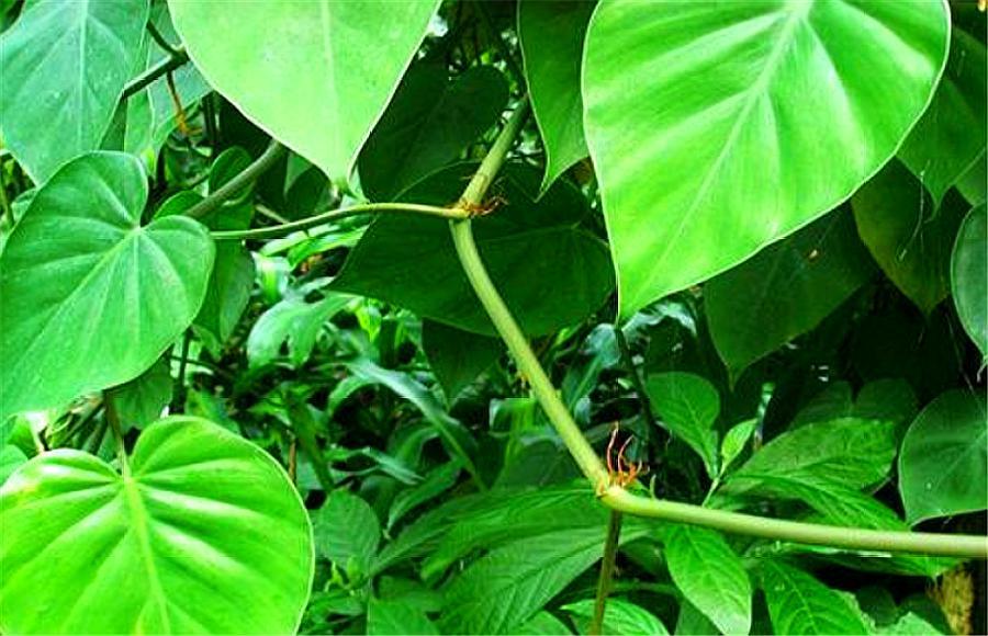 心叶绿萝的养殖方法,心叶藤盆栽技巧