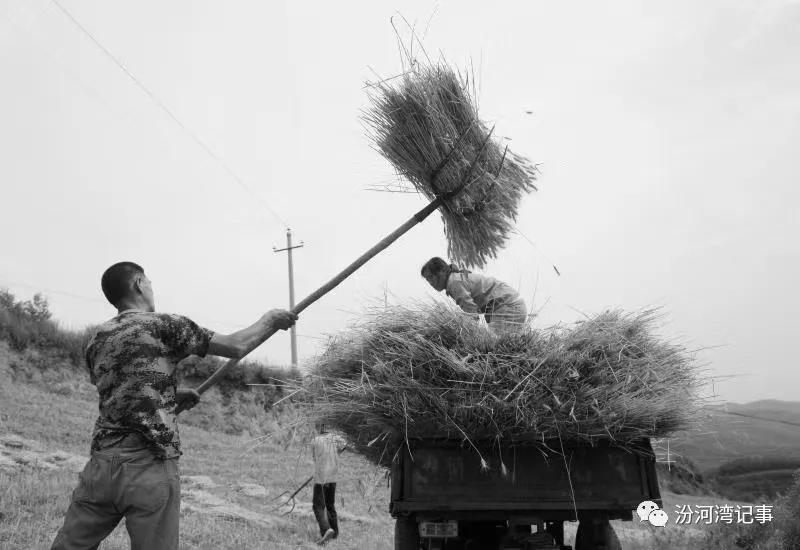 夏收，难忘的乡愁