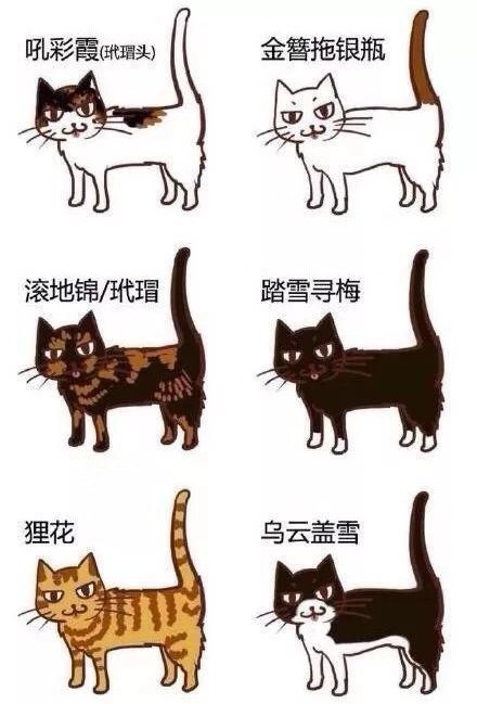 中华田园猫的品种介绍和图片大全,中华田园猫八大品种