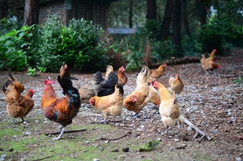 免疫后鸡群发病的原因及补救措施,夏季鸡群为什么还感冒