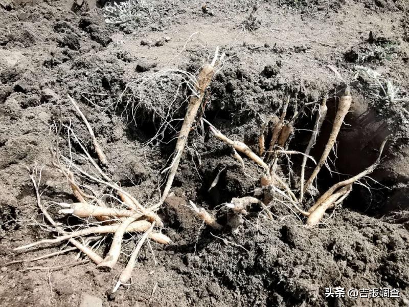 延边朝鲜族特色美食做法,朝鲜族美食手工