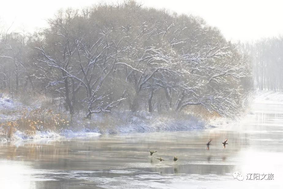 辽阳迎春灯会,辽阳迎春晚会