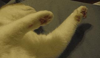 猫咪原来也会做梦,猫会做梦梦到主人吗