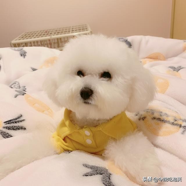 主人不在家狗狗撕纸怎么办,主人不在家狗狗怎么办