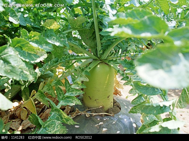 济南几大怪,济南十大怪事件