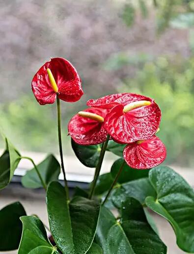 今年有哪些年宵花,春节6种年宵花推荐颜值高寓意好