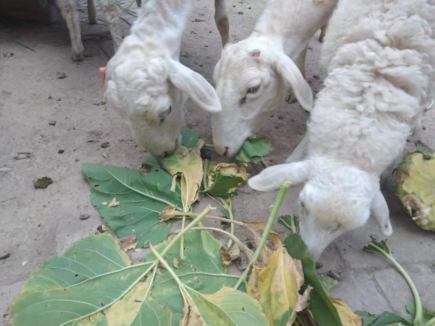 养羊容易出现的问题,养羊应注意的六大误区