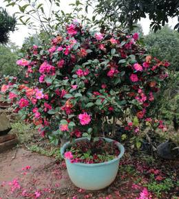 马蹄莲、茶花秋海棠、非洲紫罗兰、红星凤梨的养护方法