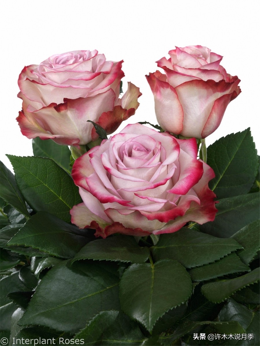 30种黄色月季,10种超美的蓝色月季