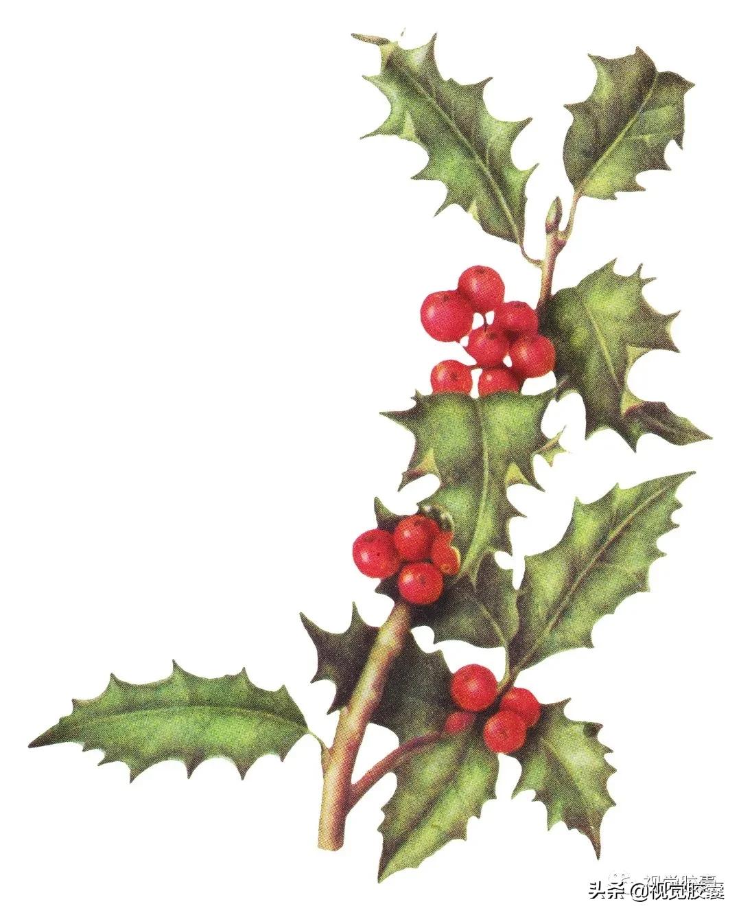 乡村蔬菜大棚的设计,蔬菜精美设计图片