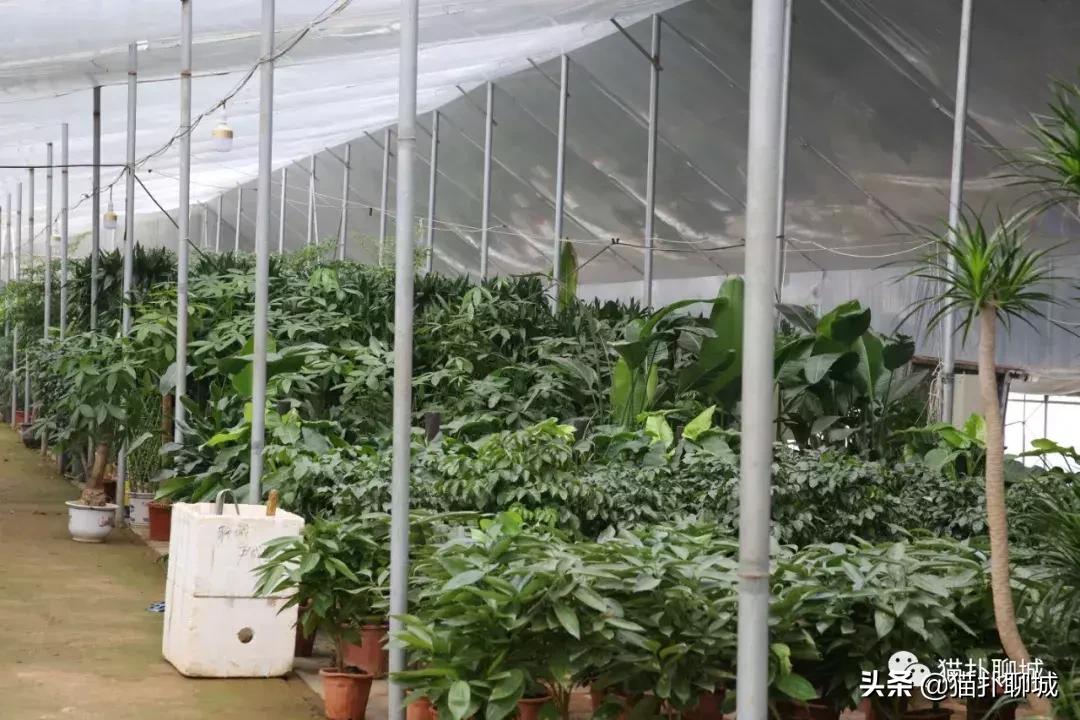 聊城北环花卉市场批发玫瑰鲜花吗,聊城最大的花卉市场