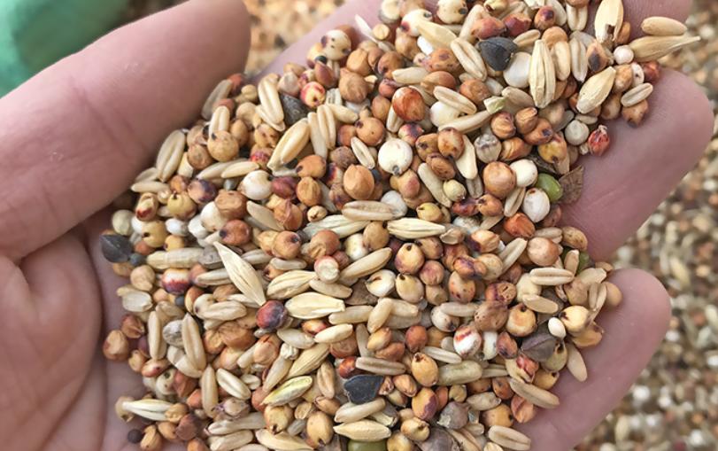 牡丹雏鸟刚到家怎么处理,牡丹雏鸟吃食很少怎么办