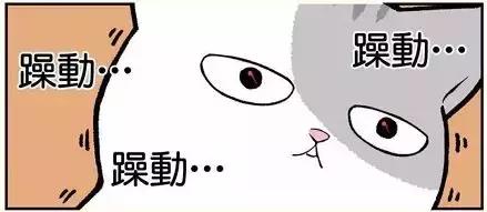 假如自己变成猫是什么体验,从人类变成猫是什么体验