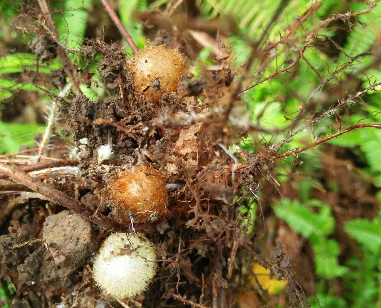 此物十分珍贵,若生长在你家墙角,别拔除价值大