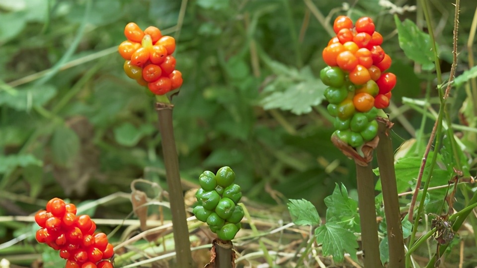 什么花适合送生日花,你的生日代表的花朵及寓意图片