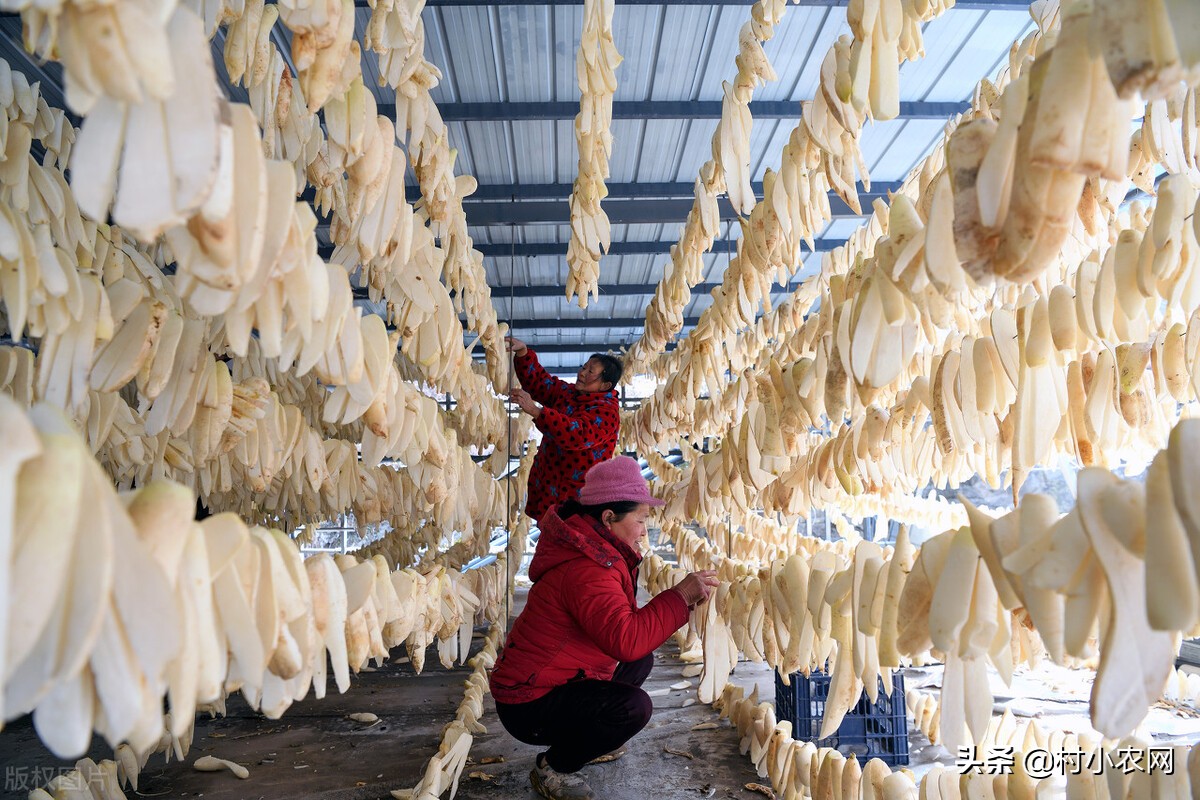 农村最赚钱的创业项目是,2022年农村创业致富的好项目