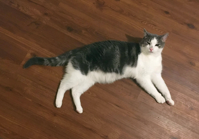 猫咪吃了异物催吐的最佳时间,猫咪吞进异物有什么表现