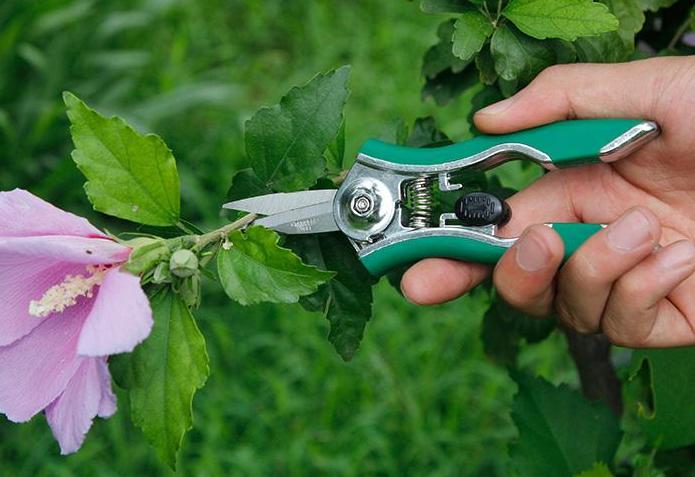 施肥过多了怎么补救,施肥过多的补救措施是