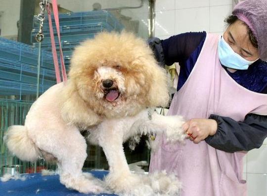 为什么狗狗一到宠物店就害怕,为什么狗狗害怕进宠物店和医院